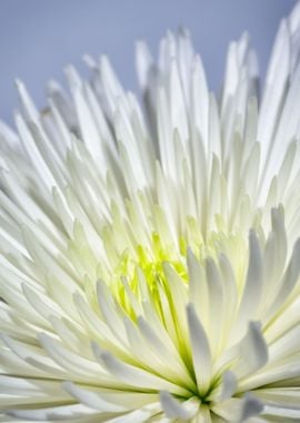 abstract white flower