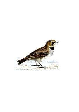 Vintage Horned Lark Bird