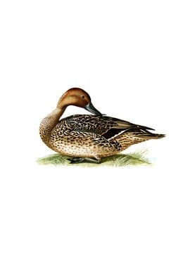 Northern Pintail Bird