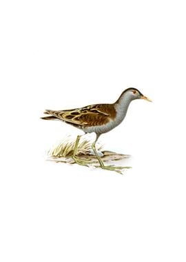 Vintage Little Crake Bird