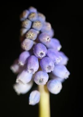 Muscari neglectum flower