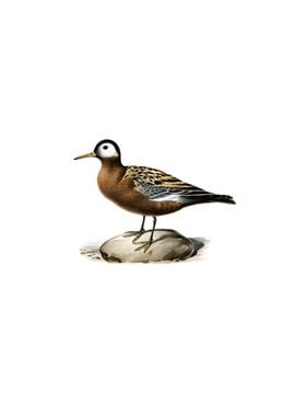 Vintage Red Phalarope Bird