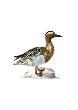 Vintage Greater Scaup Duck