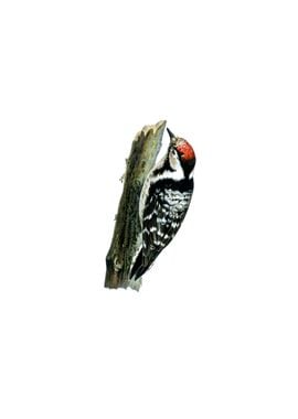 Lesser Spotted Woodpecker