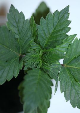 Marihuana leaves close up