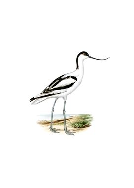 Vintage Pied Avocet Bird