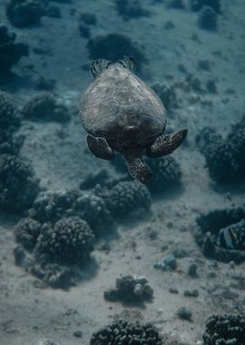 blue stone turtle sea