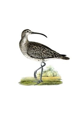 Whimbrel Bird