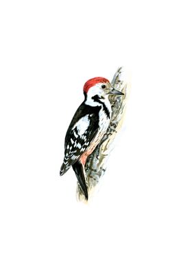 Middle Spotted Woodpecker