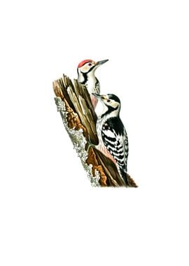 White Backed Woodpecker