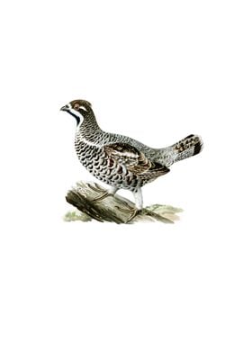 Vintage Hazel Grouse Bird