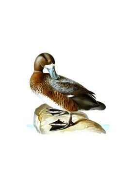 Vintage Greater Scaup Duck