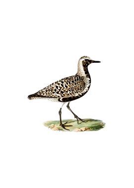 Vintage Grey Plover Bird