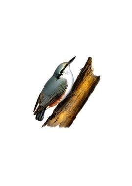 Eurasian Nuthatch Bird