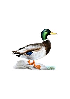 Vintage Mallard Duck Bird