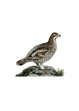 Vintage Hazel Grouse Bird