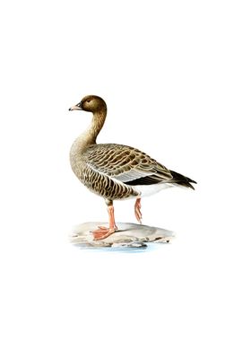 Pink Footed Goose Bird