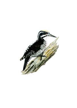 Three Toed Woodpecker Bird