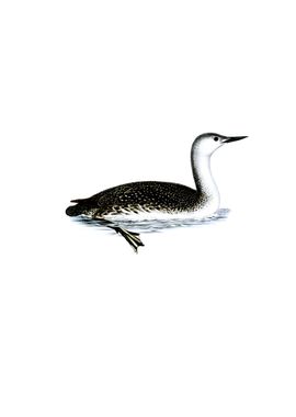 Vintage Red Throated Loon