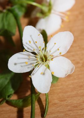 Prunus flower Rosaceae