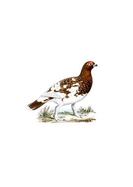 Willow Ptarmigan Bird