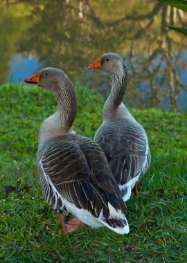 Couple of Geese