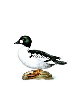 Common Goldeneye Duck Bird