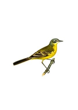 Western Yellow Wagtail