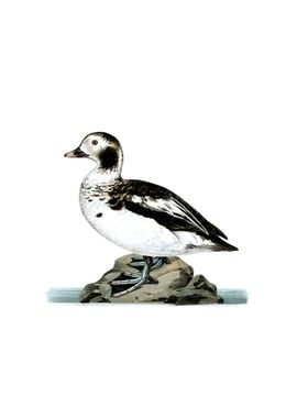 Long Tailed Duck Bird