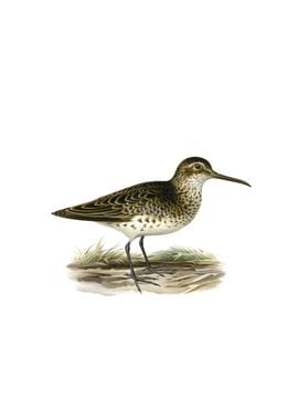 Broad Billed Sandpiper