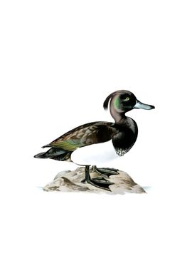 Vintage Ferruginous Duck