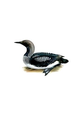 Black Throated Loon Bird