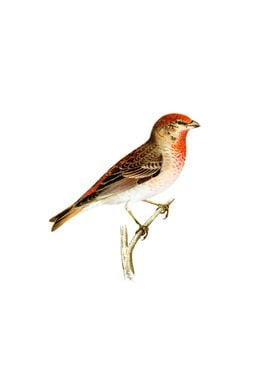 Common Rosefinch Bird