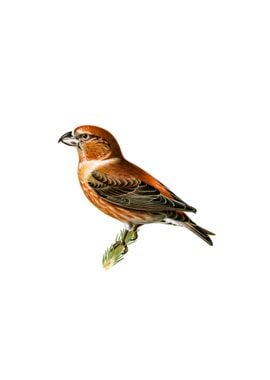 Vintage Parrot Crossbill