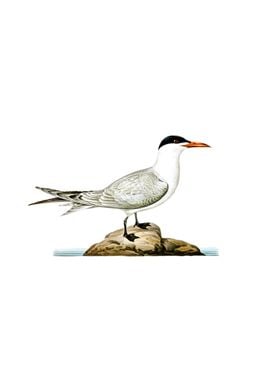 Vintage Caspian Tern Bird