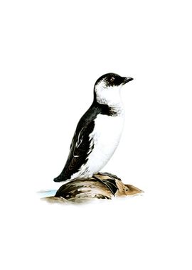 Vintage Little Auk Bird