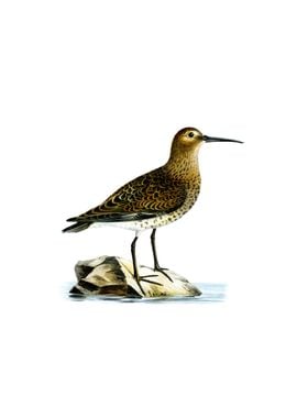 Vintage Dunlin Bird