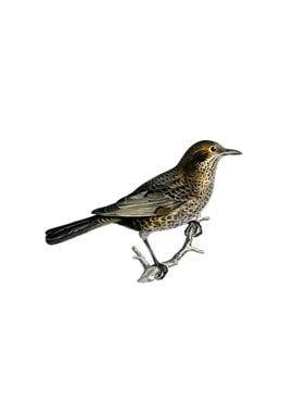 Common Blackbird