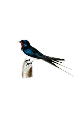 Vintage Barn Swallow Bird