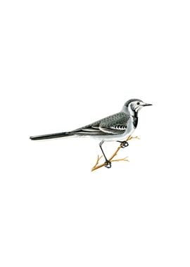 Vintage Pied Wagtail Bird