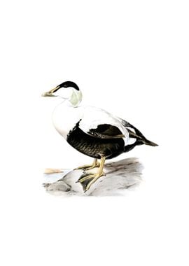 Common Eider Duck Bird