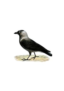 Western Jackdaw Bird