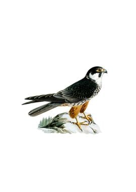 Eurasian Hobby Falcon Bird