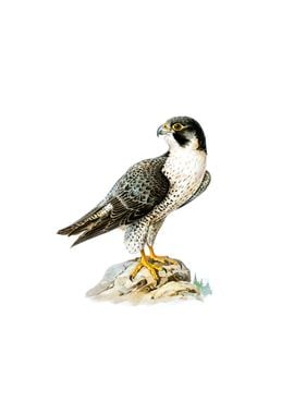 Vintage Peregrine Falcon