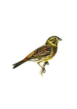 Vintage Yellowhammer Bird