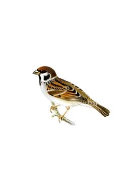 Eurasian Tree Sparrow Maya