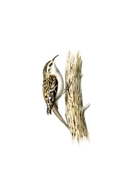 Eurasian Treecreeper Bird