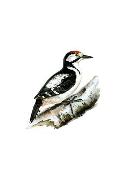 Great Spotted Woodpecker