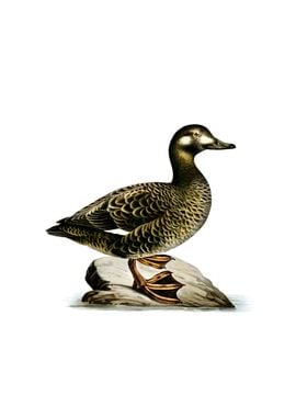 Vintage Velvet Scoter Duck