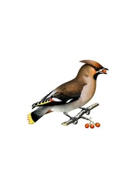 Bohemian Waxwing Bird